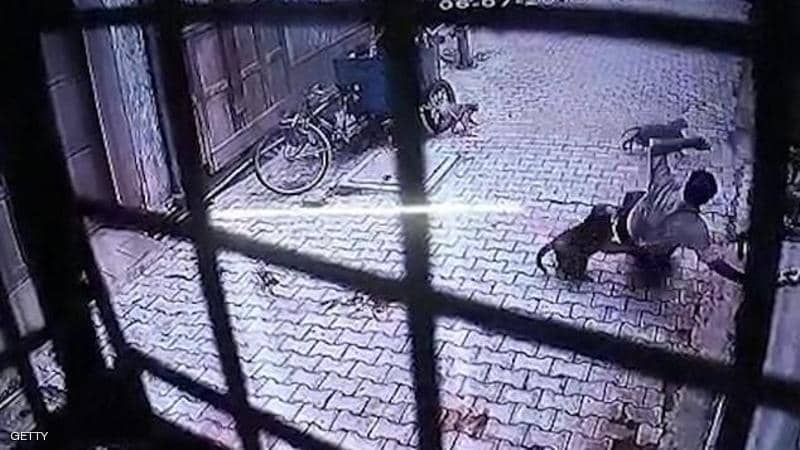 “عصابة قرود” تحتل قرية هندية وتشن هجمات مخيفة على الأطفال