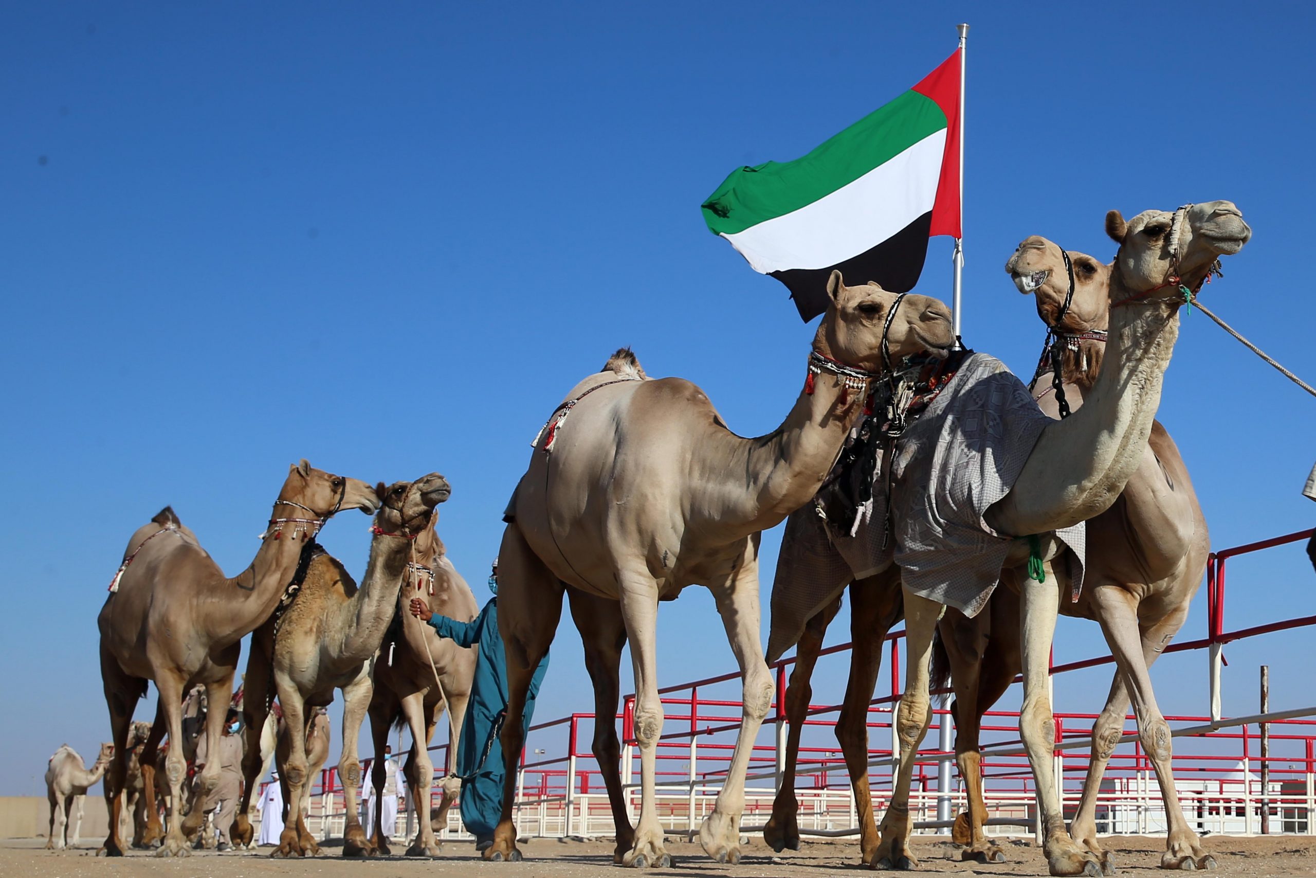 فارس خلف المزروعي .. الشيخ زايد ارسى قواعد الاهتمام في الابل