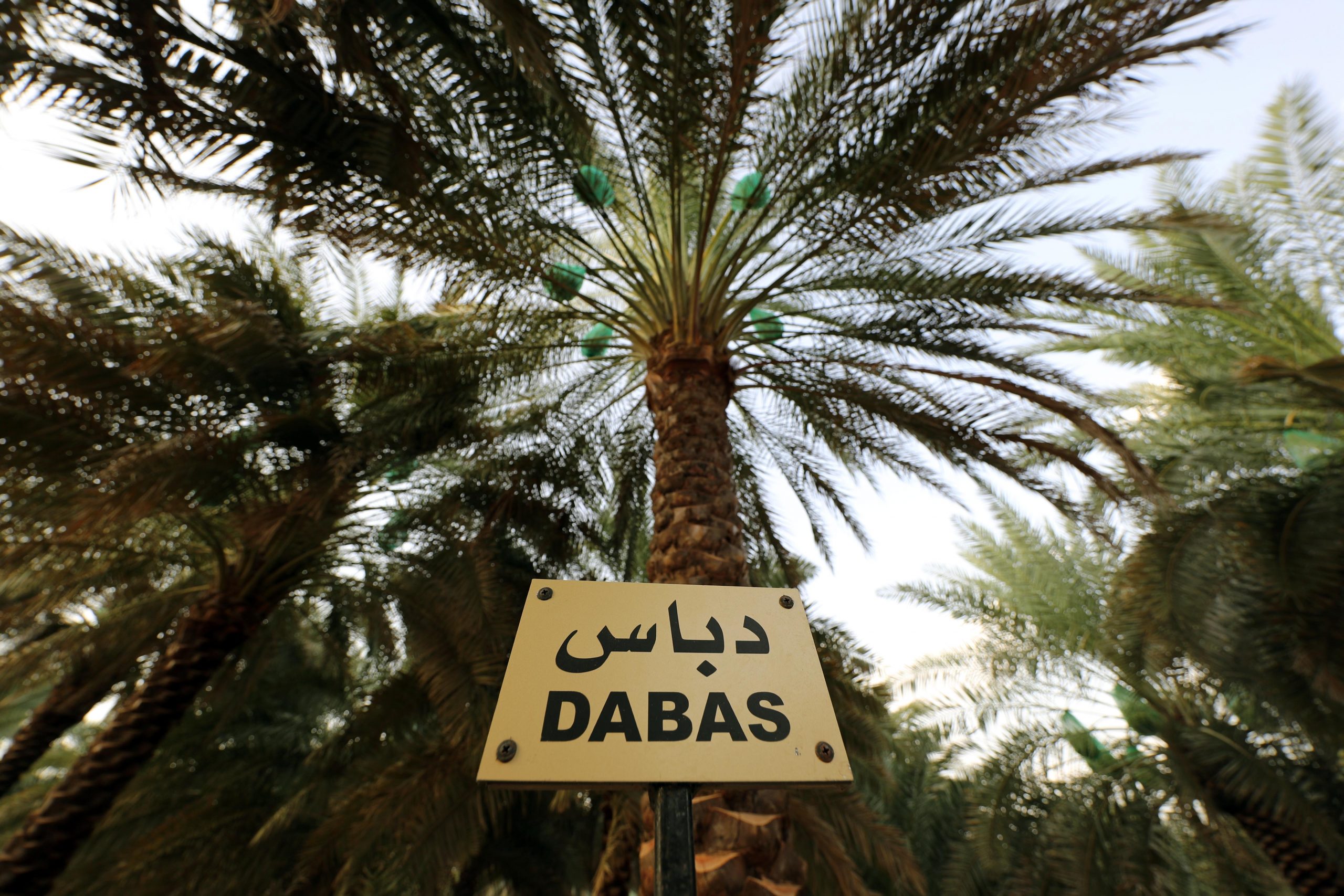 اللي ما يزرع الدبّاس ما ياخذ بنات الناس