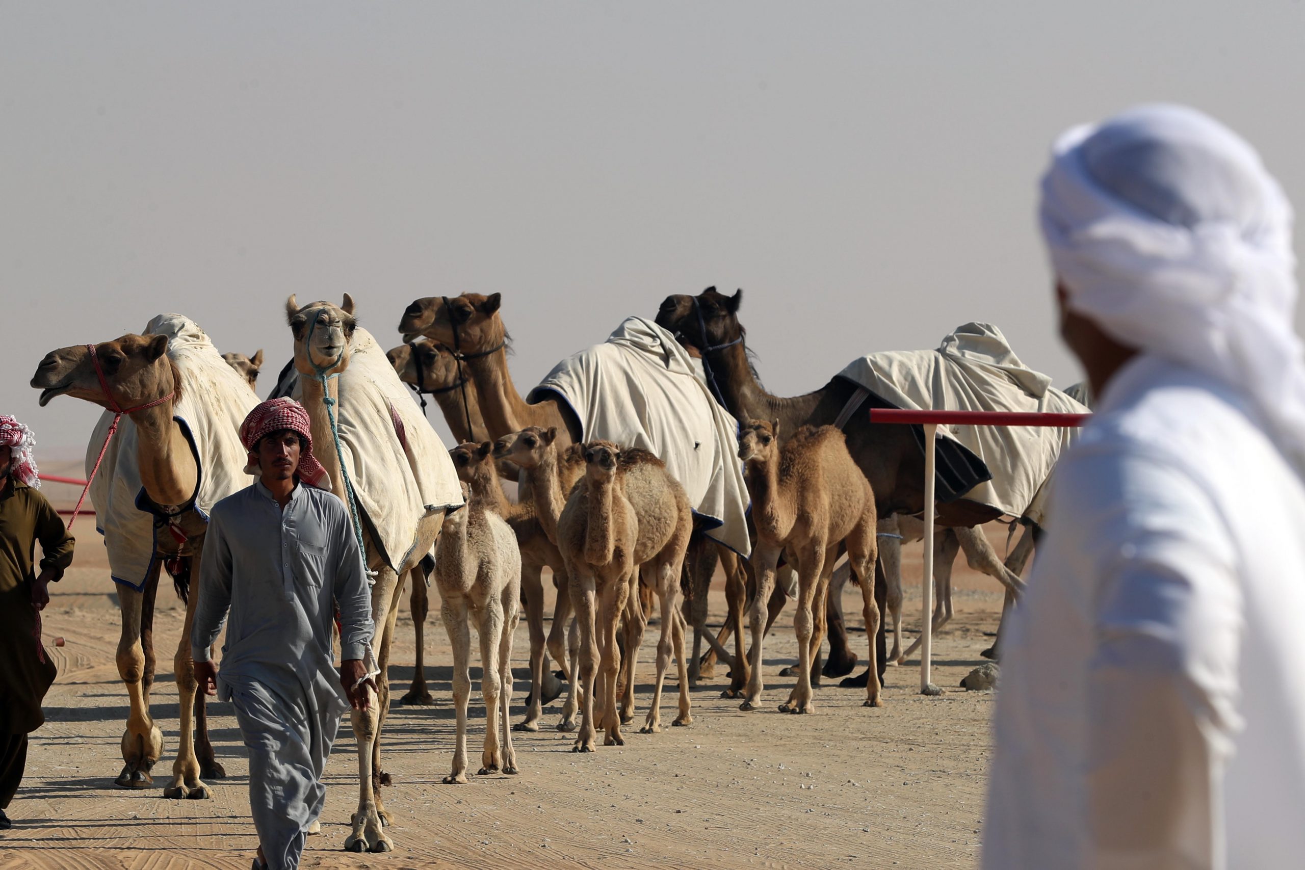 مهرجان الظفرة 15 يستمر في ترصيص الإبل لغاية 10 يناير الجاري