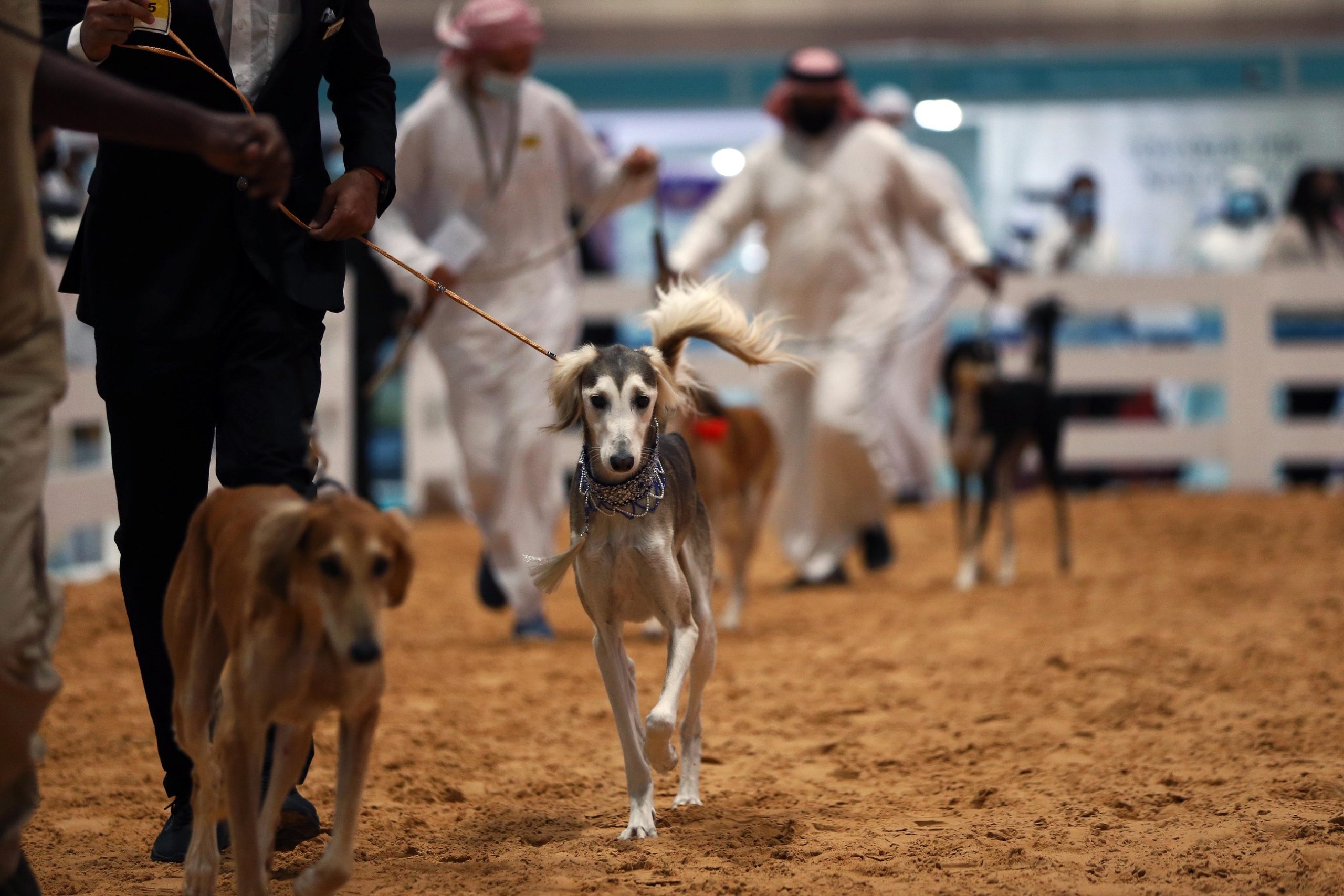 معرض أبوظبي الدولي للصيد يحتفي بالسلوقي (كلب الصيد العربي) بمسابقة فريدة للجَمال