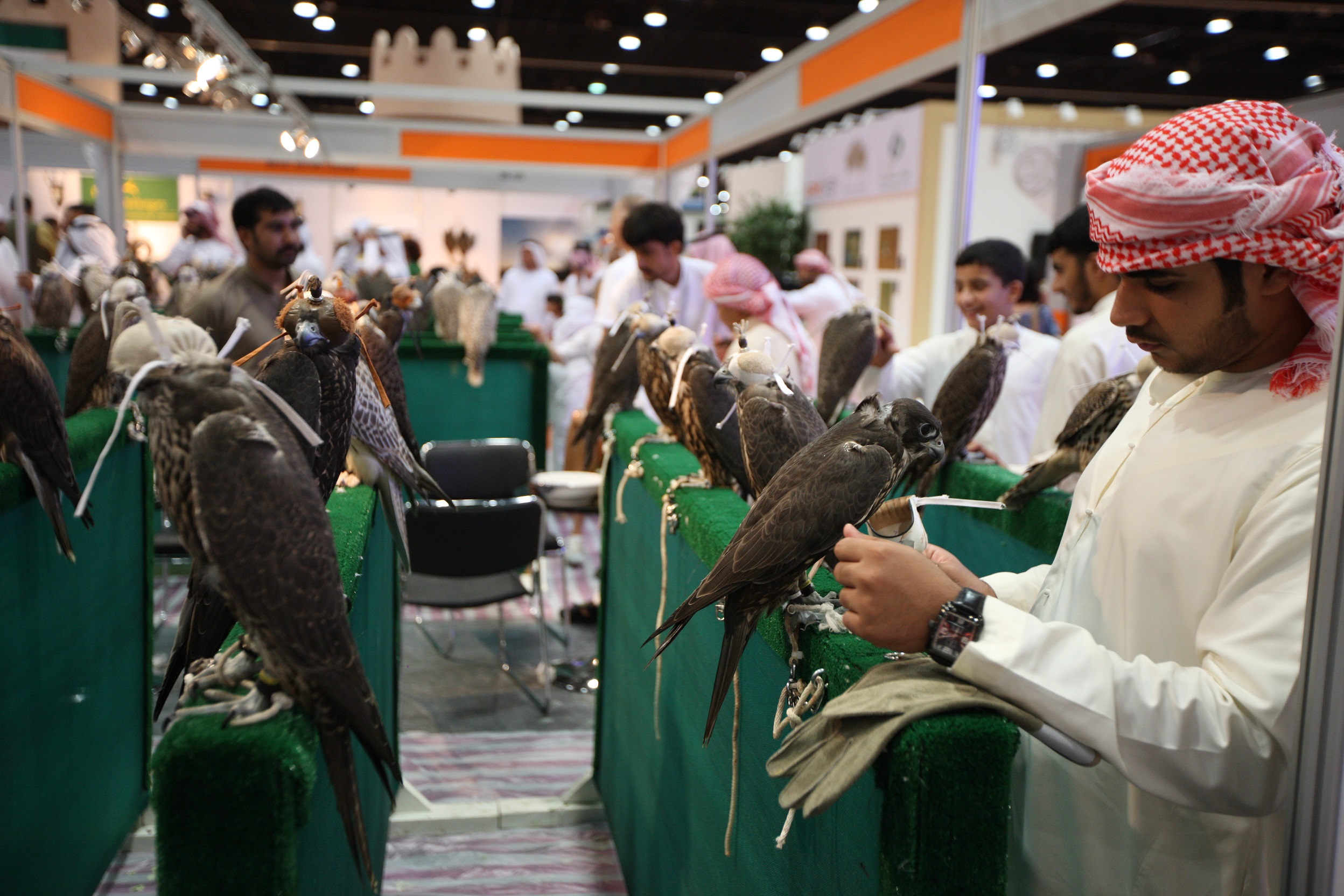 بإشراف خبراء إماراتيين ودوليين وأعضاء في نادي صقاري الإمارات والاتحاد العالمي للصقارة .. فئات في مُسابقة أجمل الصقور بمعرض أبوظبي الدولي للصيد والفروسية