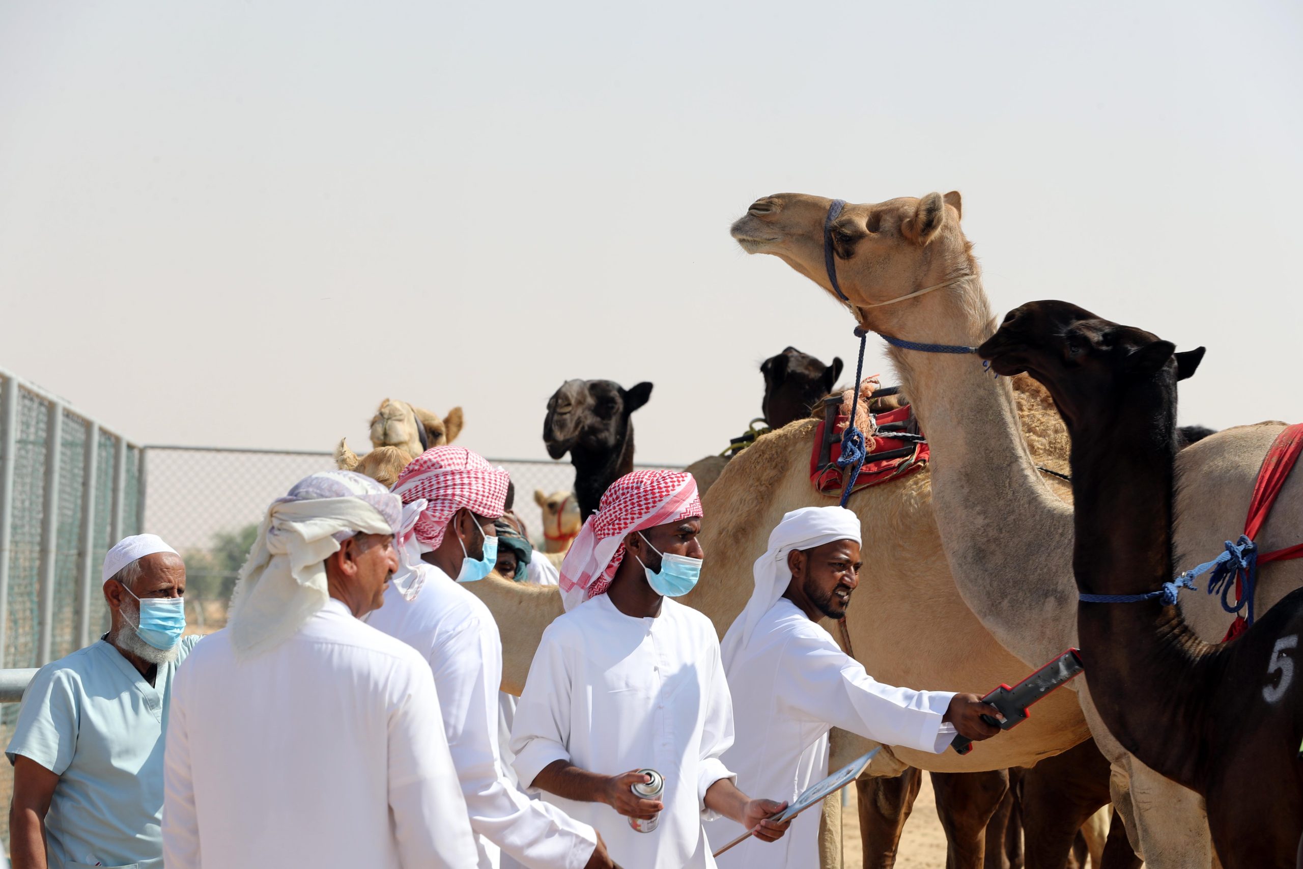 مهرجان الظفرة 16 يبدأ “ترصيص الإبل” في 16 أكتوبر الجاري